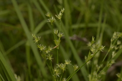 Juncus planifolius