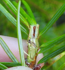 Argyresthia pseudotsuga