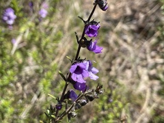 Prostanthera hirtula