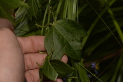 Passiflora herbertiana