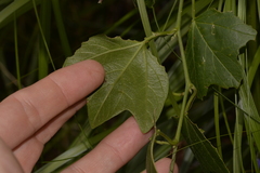 Passiflora herbertiana
