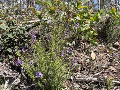 Prostanthera hirtula