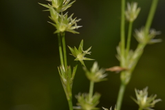 Juncus planifolius