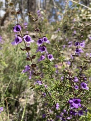 Prostanthera hirtula