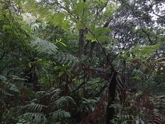 Alsophila spinulosa