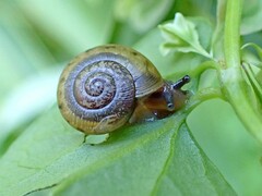 Ventridens ligera