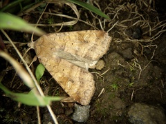 Diarsia canescens