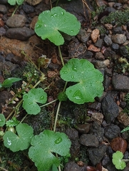 Hydrocotyle leucocephala