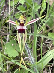 Caladenia parva
