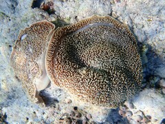 Amplexidiscus fenestrafer