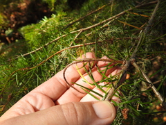 Argyresthia pseudotsuga