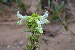 Stachys annua