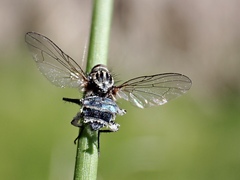 Entomophthora