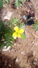 Tribulus terrestris