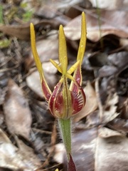 Caladenia arrecta