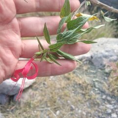 Anisacanthus quadrifidus