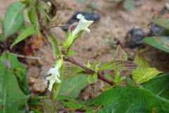 Stachys annua