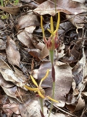 Caladenia arrecta