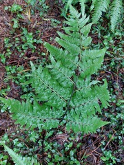Diplazium dilatatum