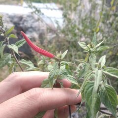 Anisacanthus quadrifidus