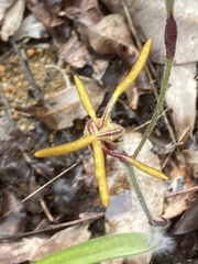Caladenia arrecta