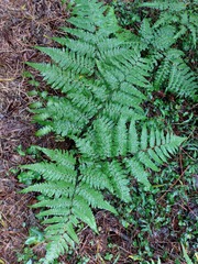 Diplazium dilatatum