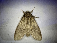 Peridea gigantea