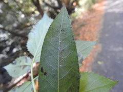 Euthoracaphis umbellulariae