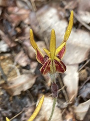 Caladenia arrecta