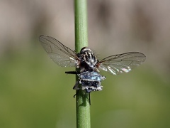 Entomophthora