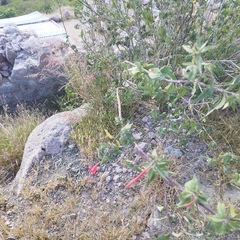 Anisacanthus quadrifidus