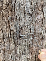 Corymbia