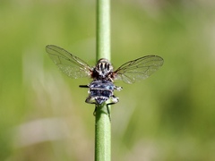 Entomophthora