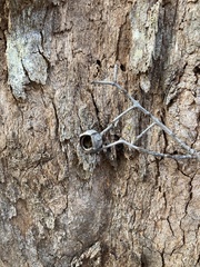 Corymbia