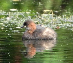 Tachybaptus ruficollis