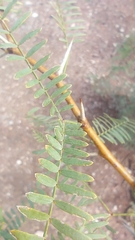 Prosopis