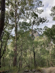 Corymbia