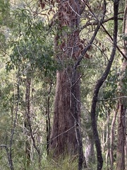 Corymbia