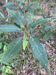 Hibiscus heterophyllus