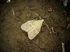 Miltochrista miniata