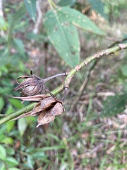 Hibiscus heterophyllus
