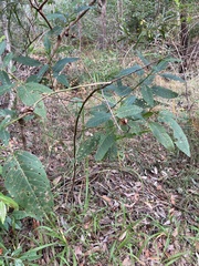 Hibiscus heterophyllus
