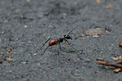 Dinomyrmex gigas