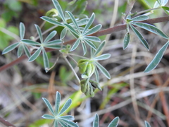 Dasineura lupinorum