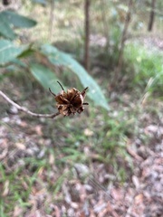 Hibiscus heterophyllus