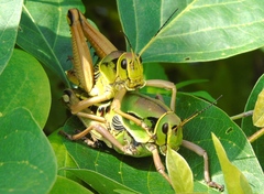 Brachystola behrensii