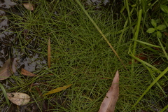 Eleocharis minuta