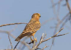 Falco rupicoloides