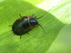 Ellipsidion