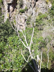 Pittocaulon praecox